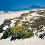 Devesa Denia